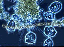 micronutrients for wastewater